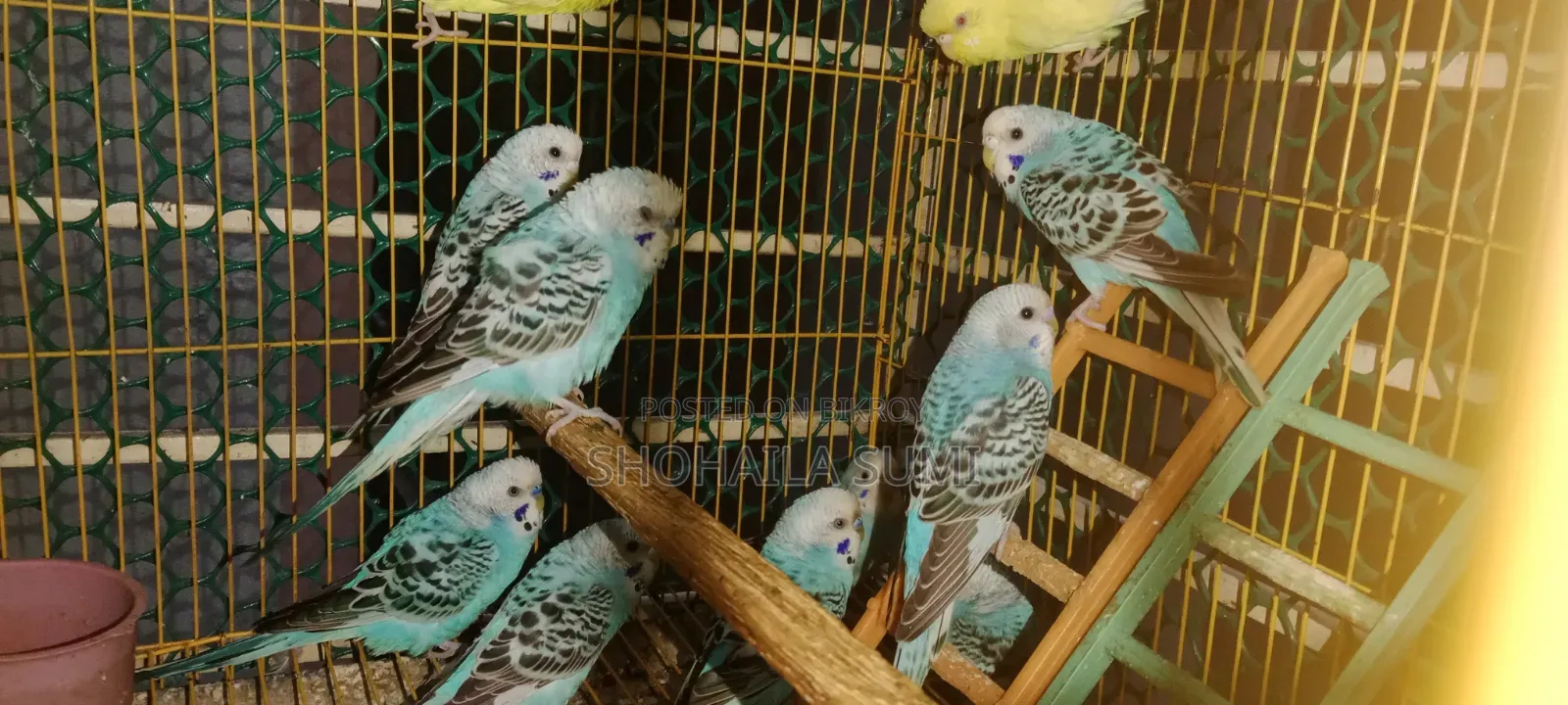 Budgiegar Bird