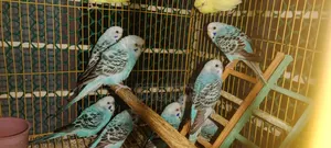 Budgiegar Bird