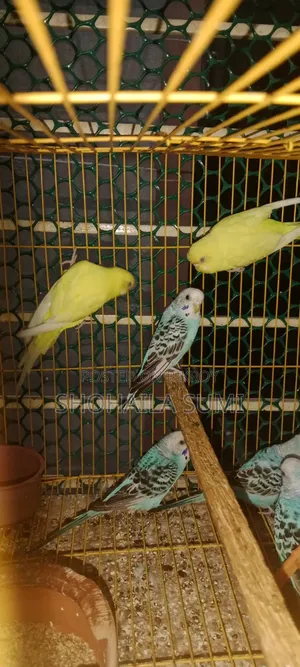 Budgiegar Bird