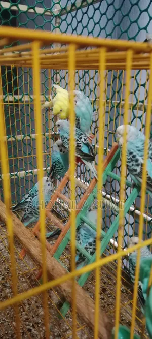 Budgiegar Bird