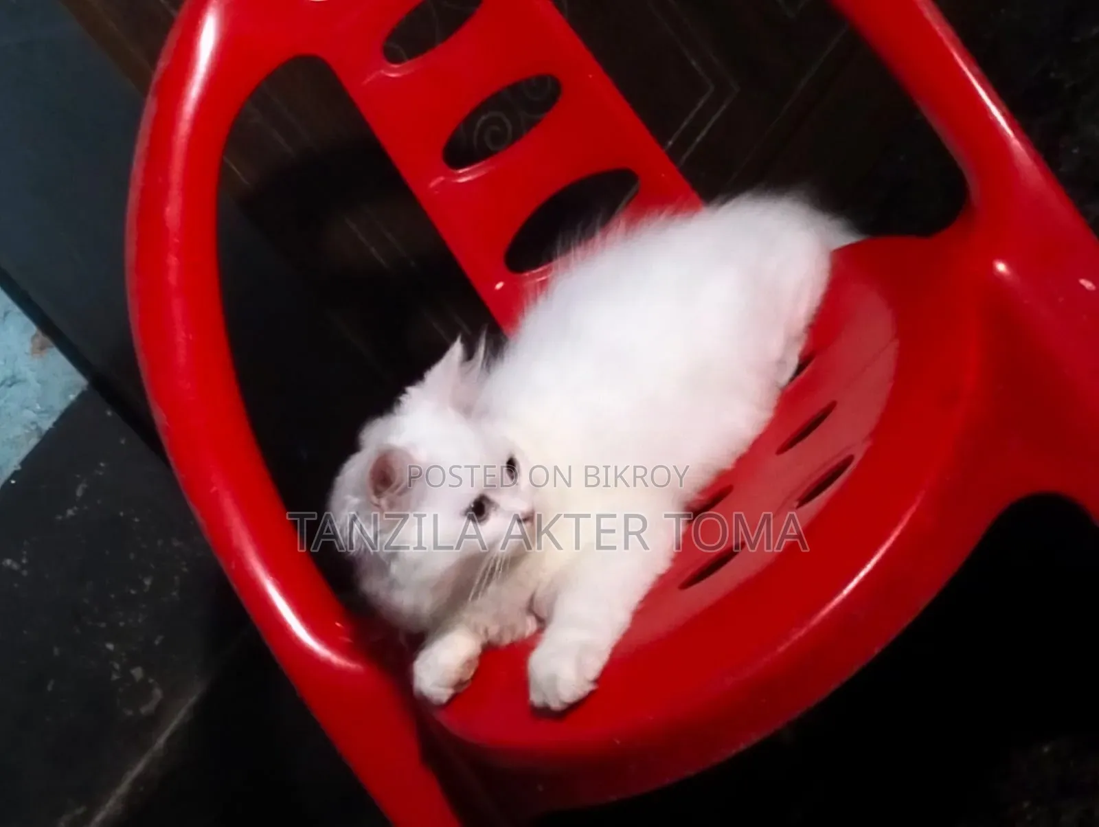 1-3 Months Female Purebred Persian