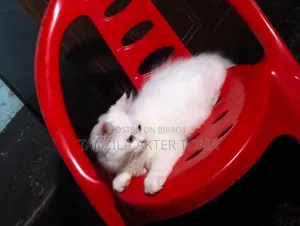 1-3 Months Female Purebred Persian