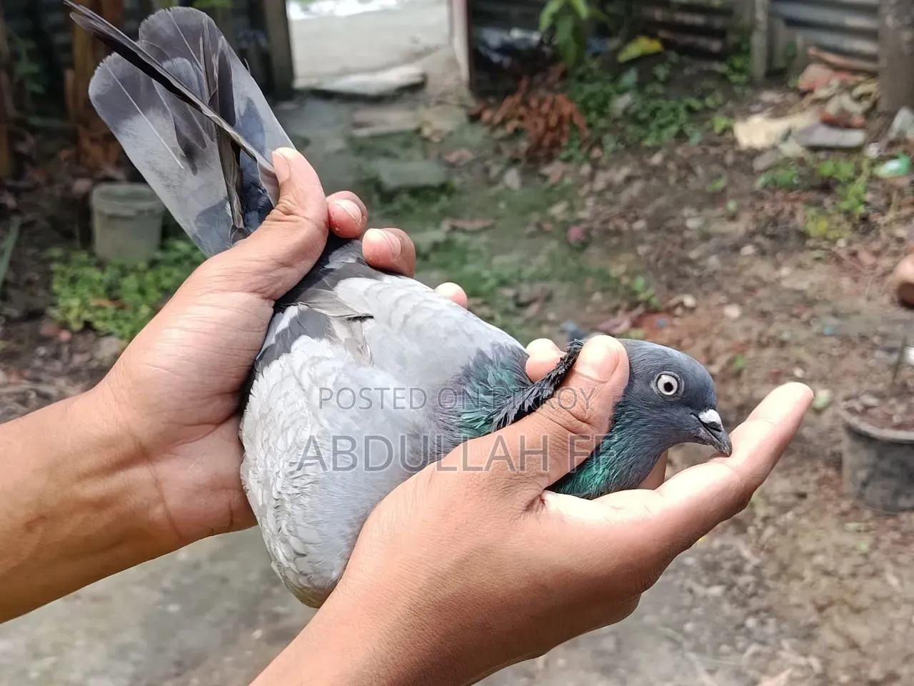 হাই ফেলার কবুতর