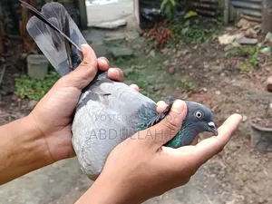 হাই ফেলার কবুতর