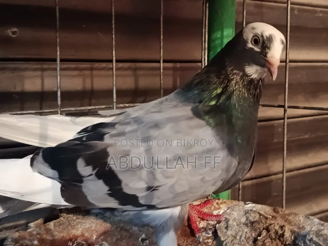 High flying local pigeon