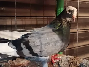 হাই পুরানো হাই ফ্লায়ার দেশি কবুতর