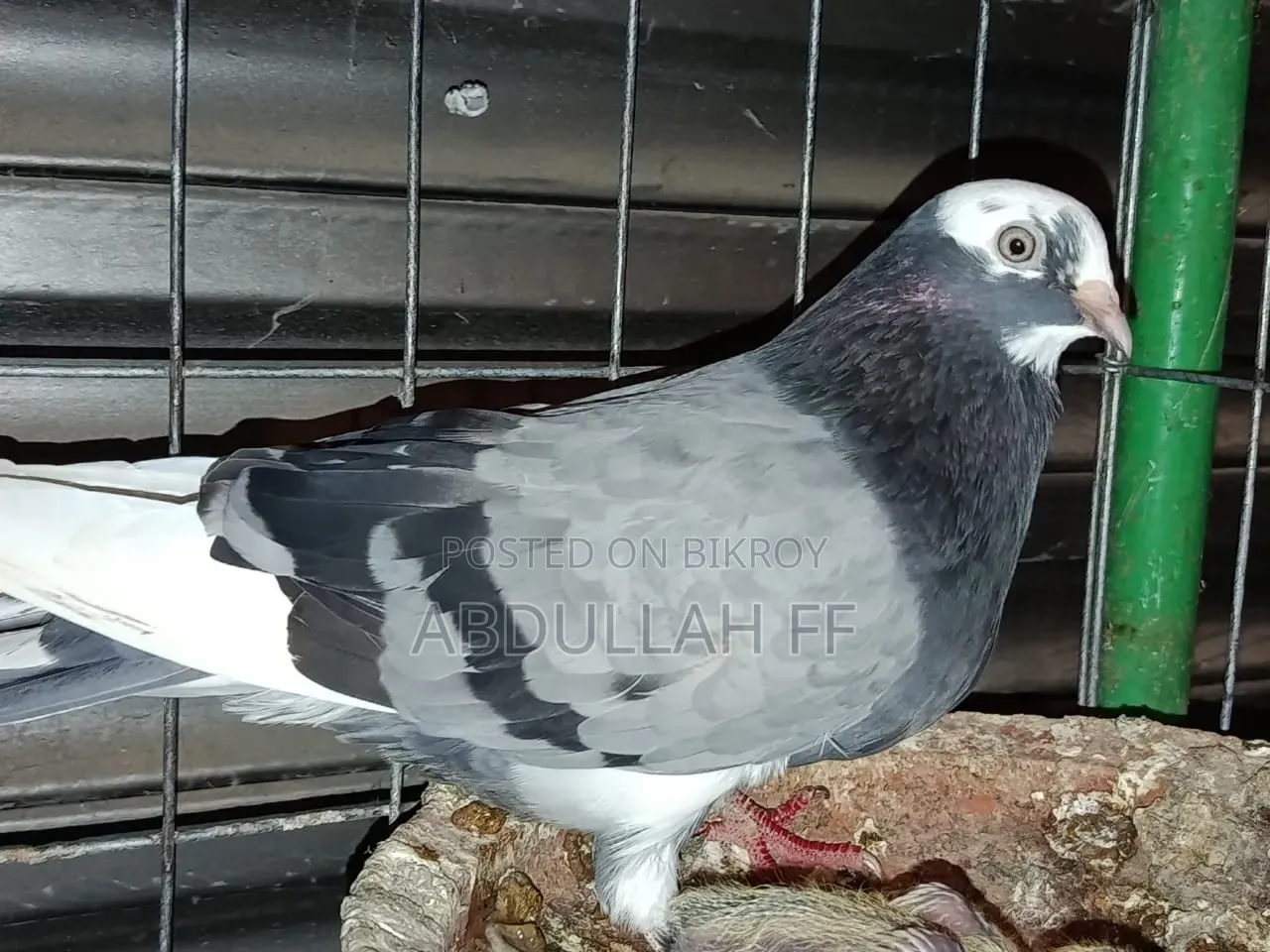 High flying local pigeon