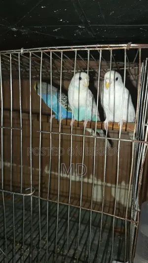 বাজরিগার পাখি।