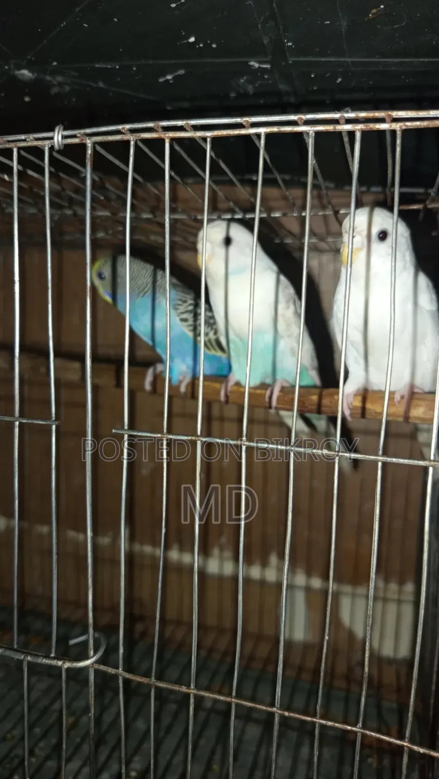 বাজরিগার পাখি।