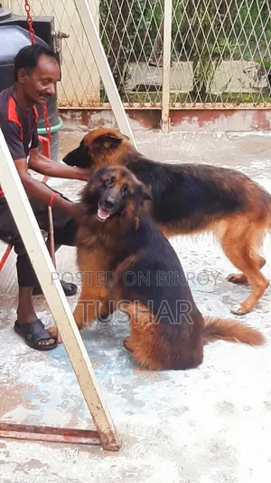 1+ Year Male Purebred German Shepherd