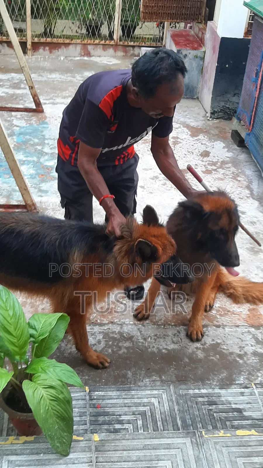 1+ Year Male Purebred German Shepherd