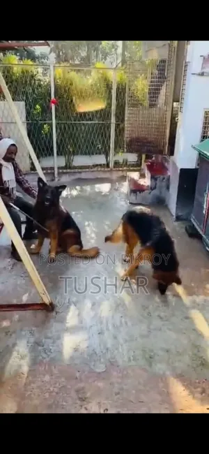 1+ Year Male Purebred German Shepherd