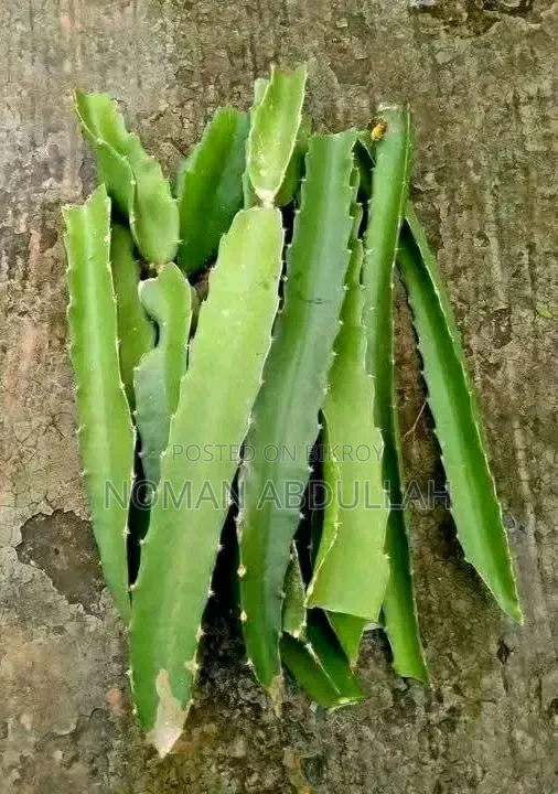 ড্রাগন ফলের কাটিং গাছ