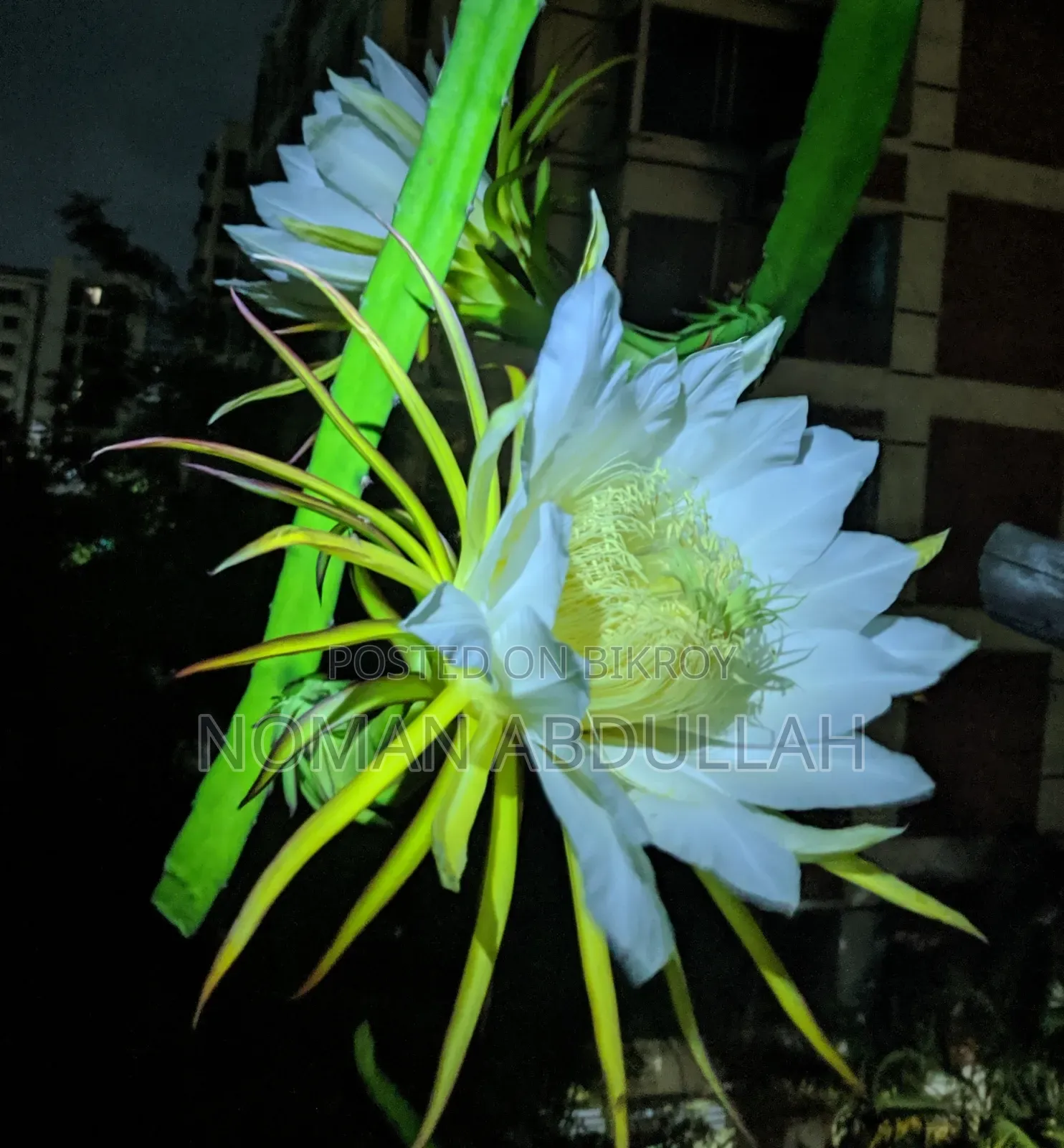 ড্রাগন ফলের কাটিং গাছ