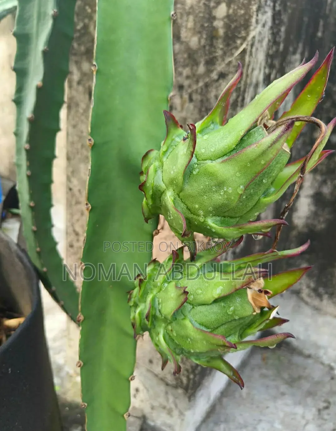 ড্রাগন ফলের কাটিং গাছ