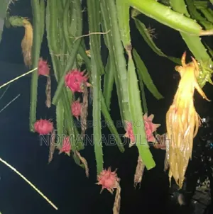 ড্রাগন ফলের কাটিং গাছ