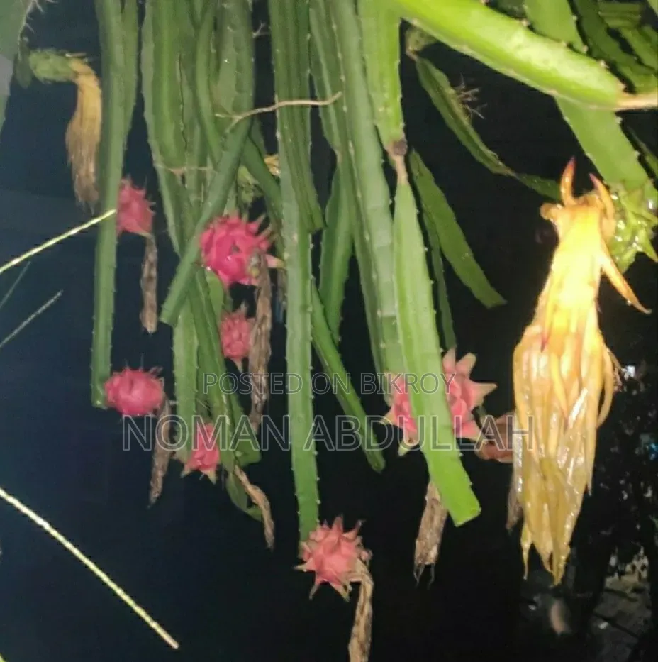 ড্রাগন ফলের কাটিং গাছ