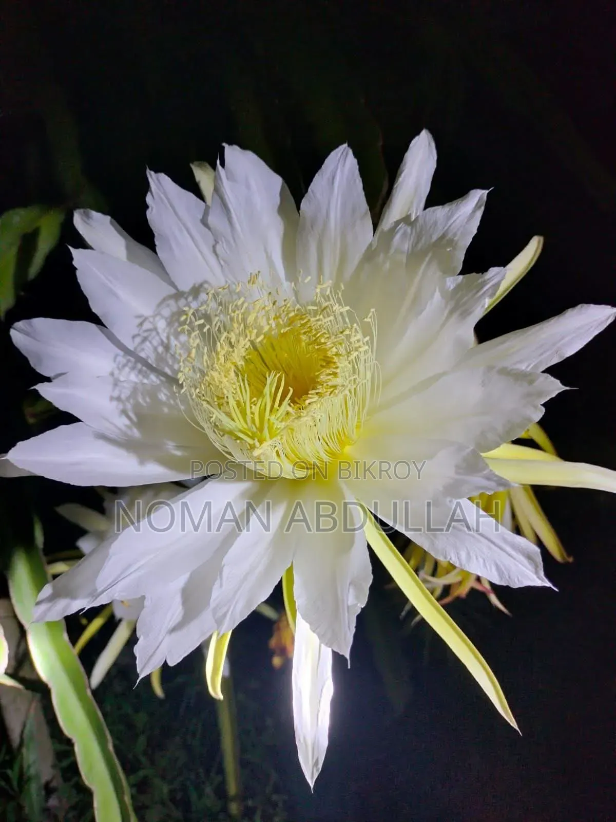 ড্রাগন ফলের কাটিং গাছ