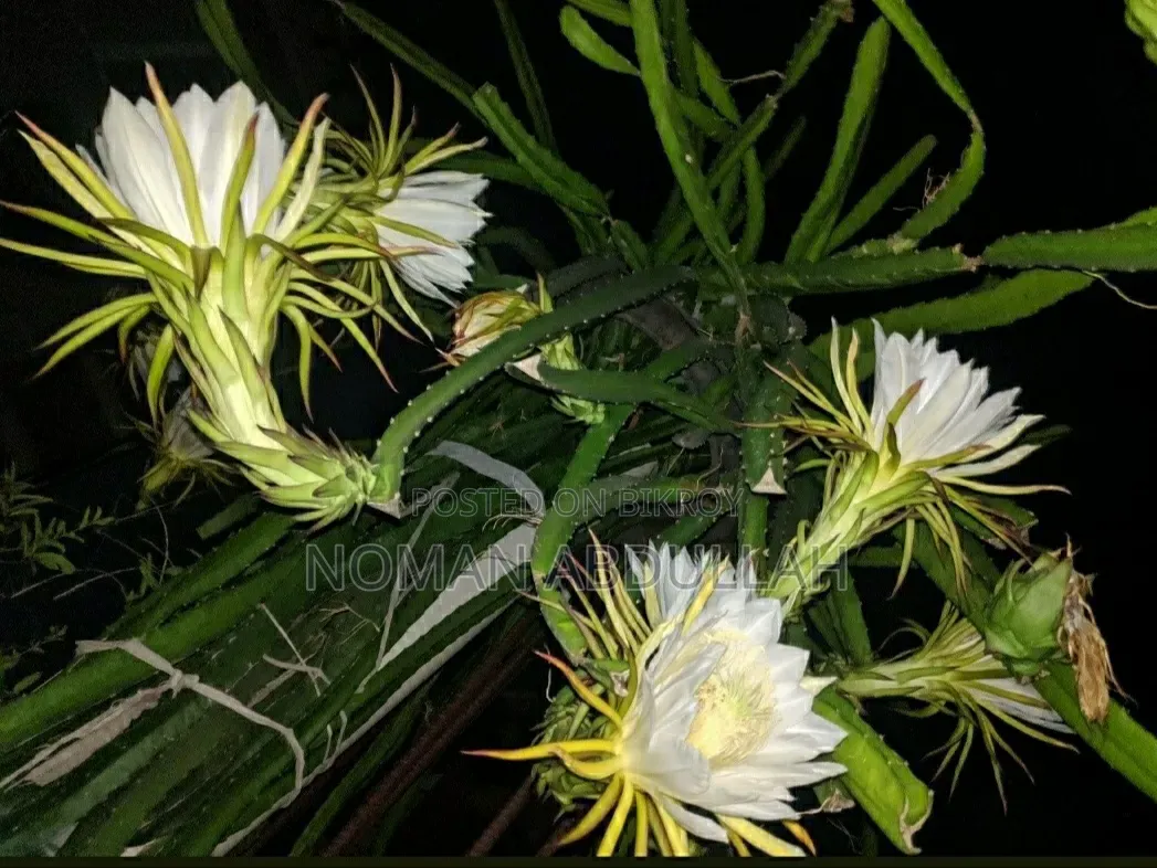 ড্রাগন ফলের কাটিং গাছ