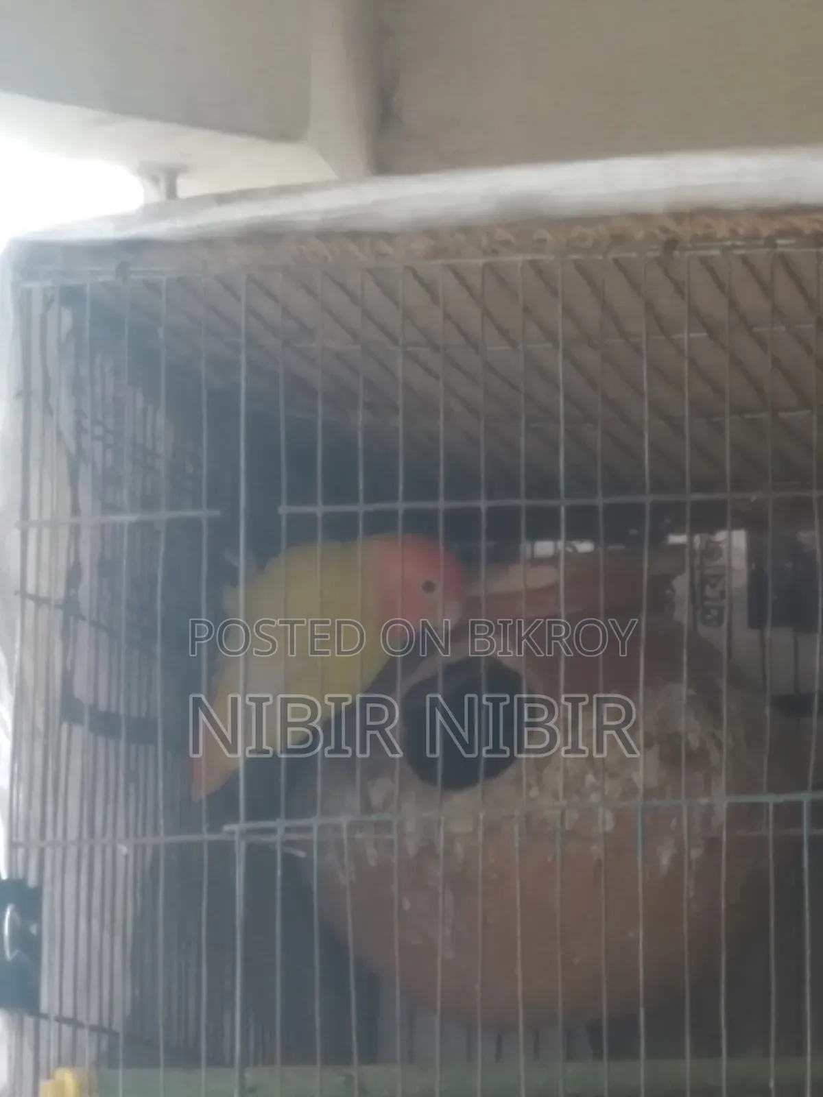Love Bird and Cockatiel for Sale