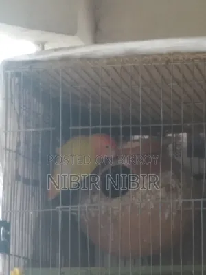 Love Bird and Cockatiel for Sale