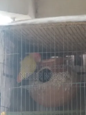 Love Bird and Cockatiel for Sale