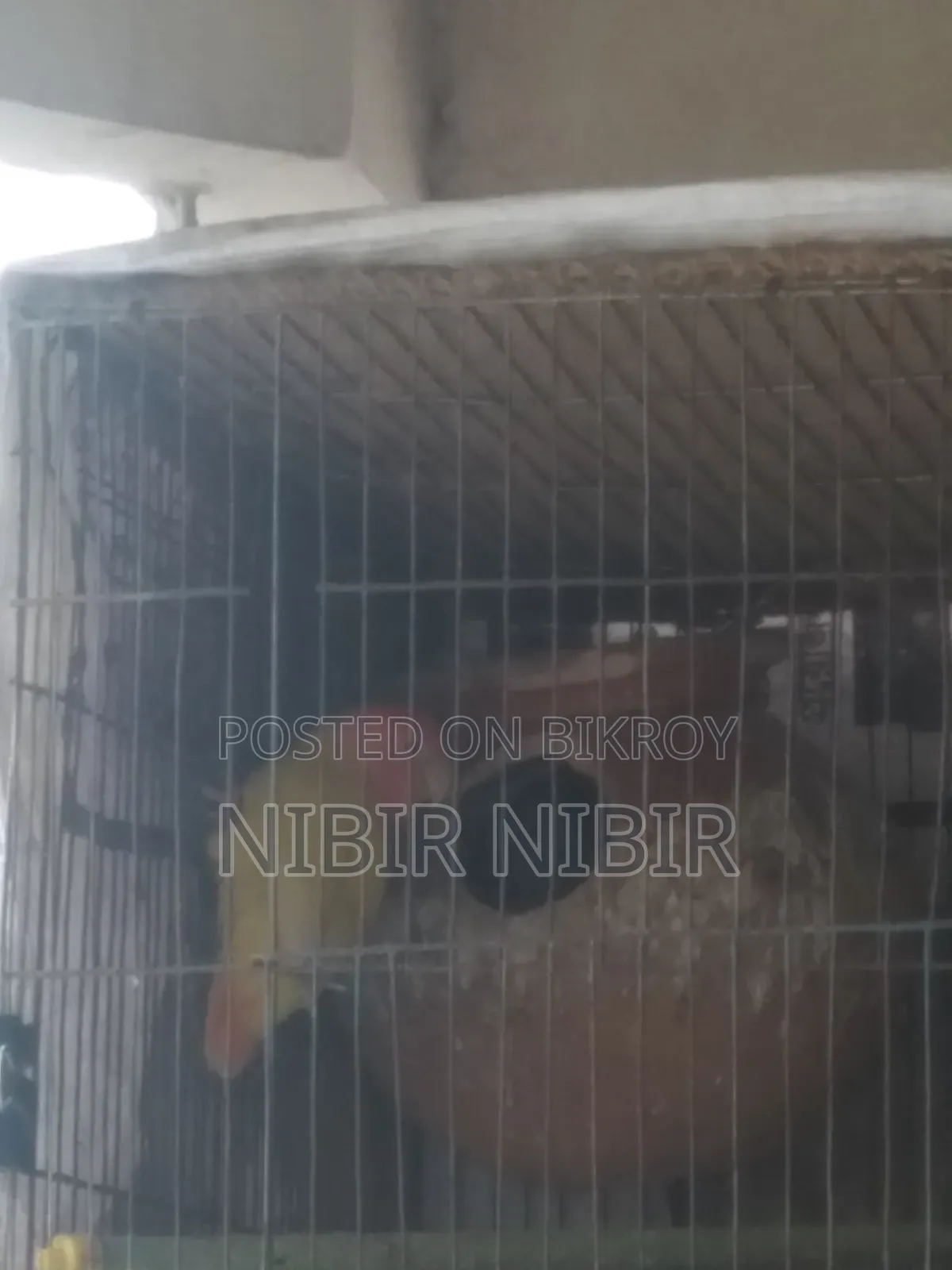 Love Bird and Cockatiel for Sale