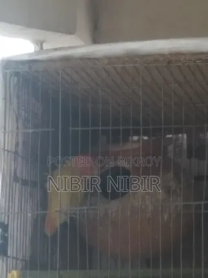 Love Bird and Cockatiel for Sale