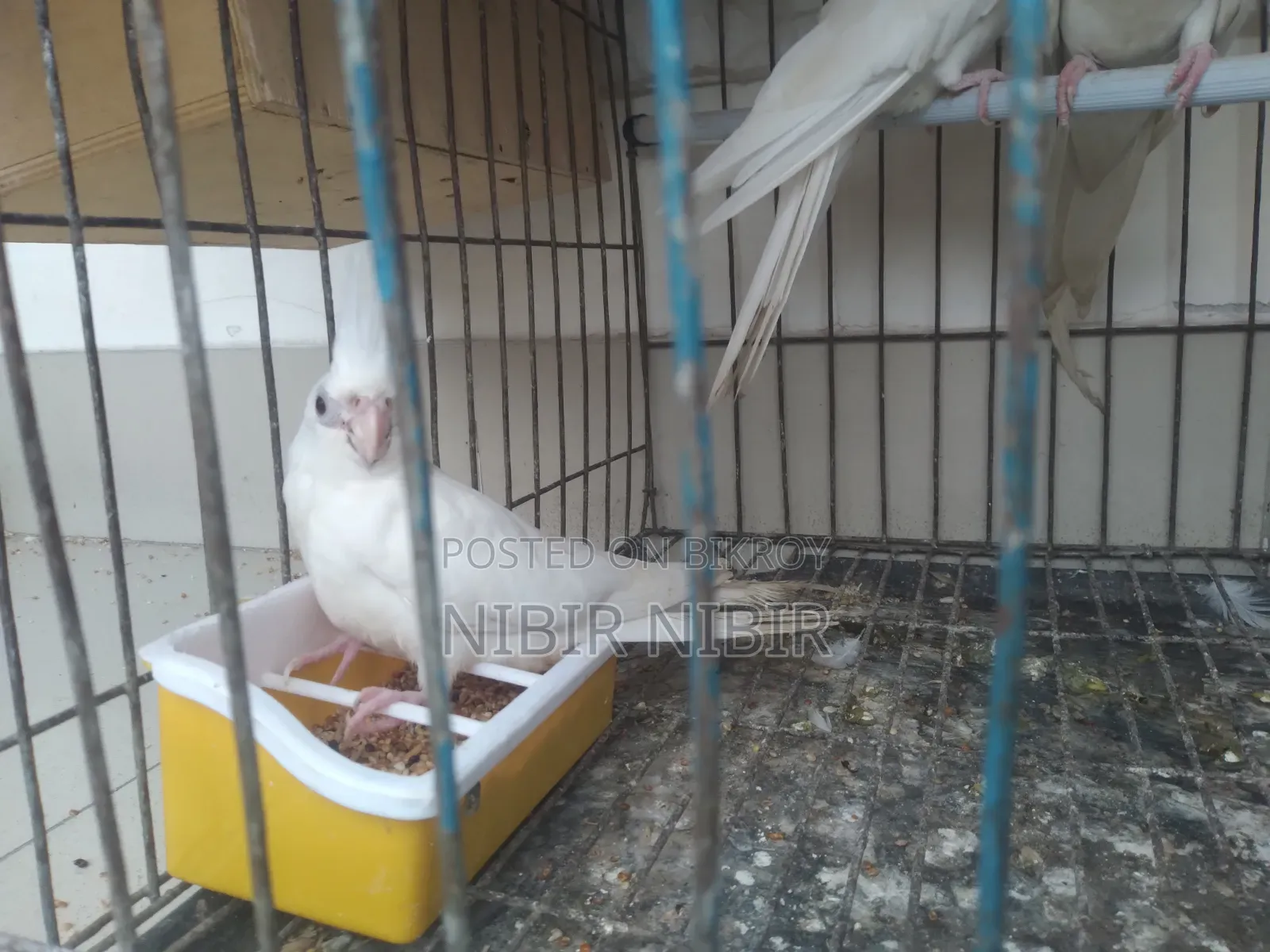 Love Bird and Cockatiel for Sale