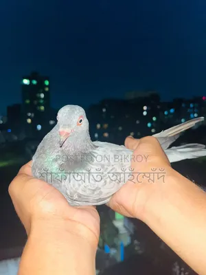 - Working male pigeon for sale, will be exchanged