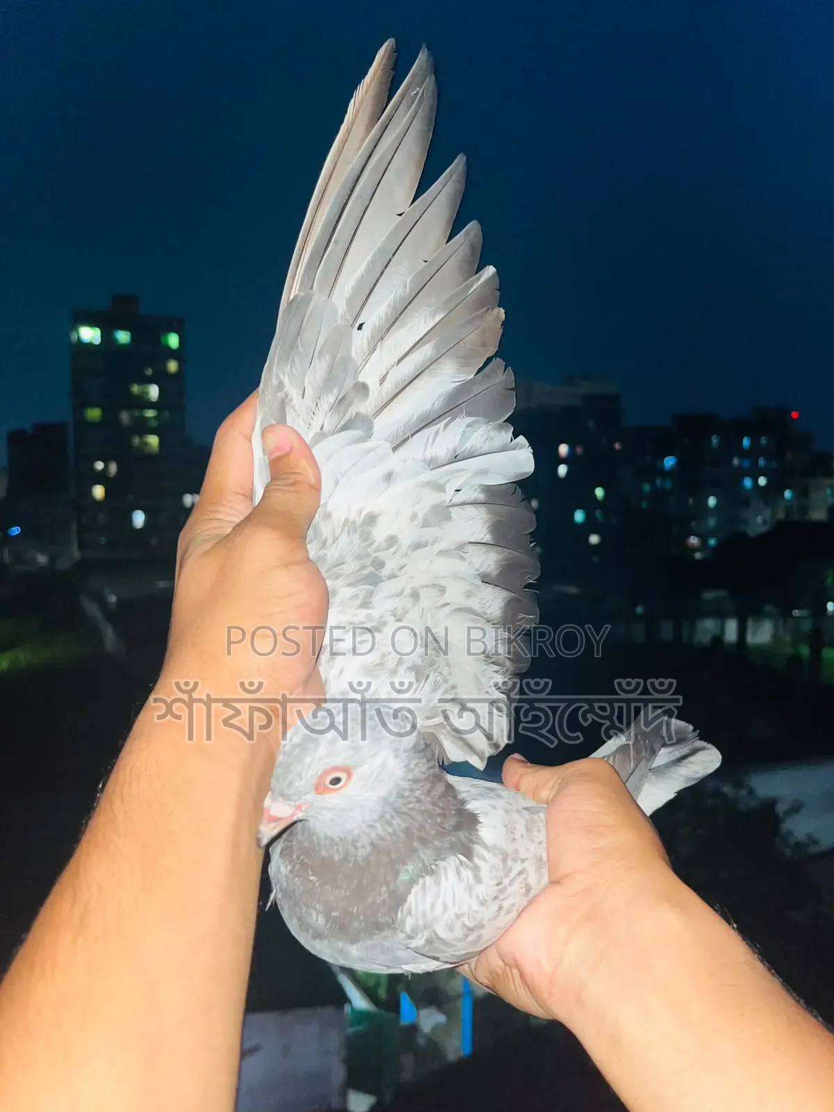 - Working male pigeon for sale, will be exchanged