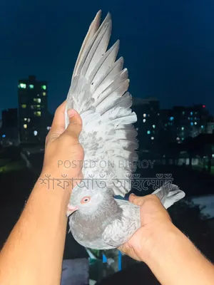 - Working male pigeon for sale, will be exchanged