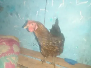 টাইগার মুরগি বিক্রি করা হবে