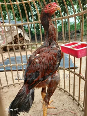 আছিল মুরগা