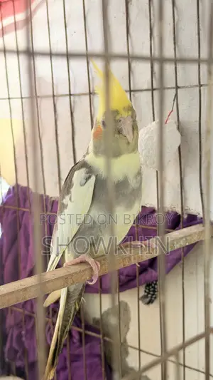 Cockatiel bird 2500 per pair