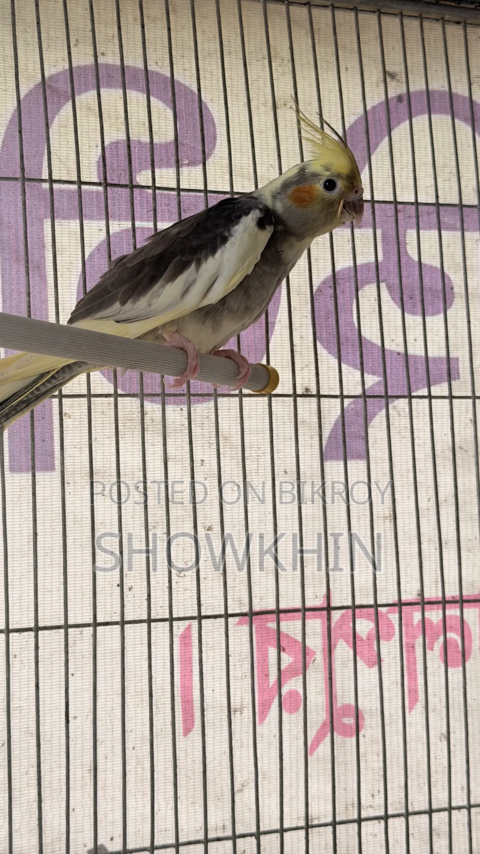 Cockatiel bird 2500 per pair