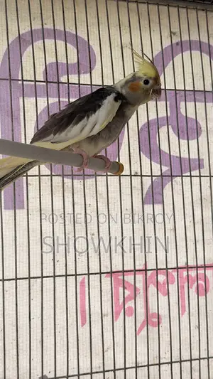 Cockatiel bird 2500 per pair