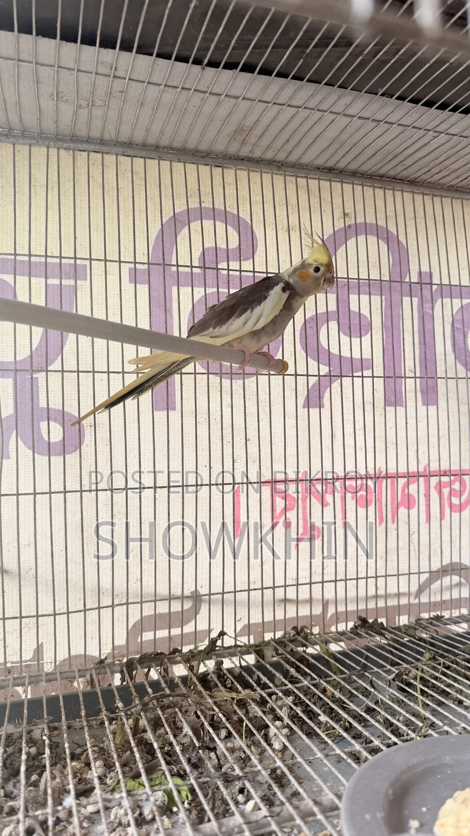 Cockatiel bird 2500 per pair