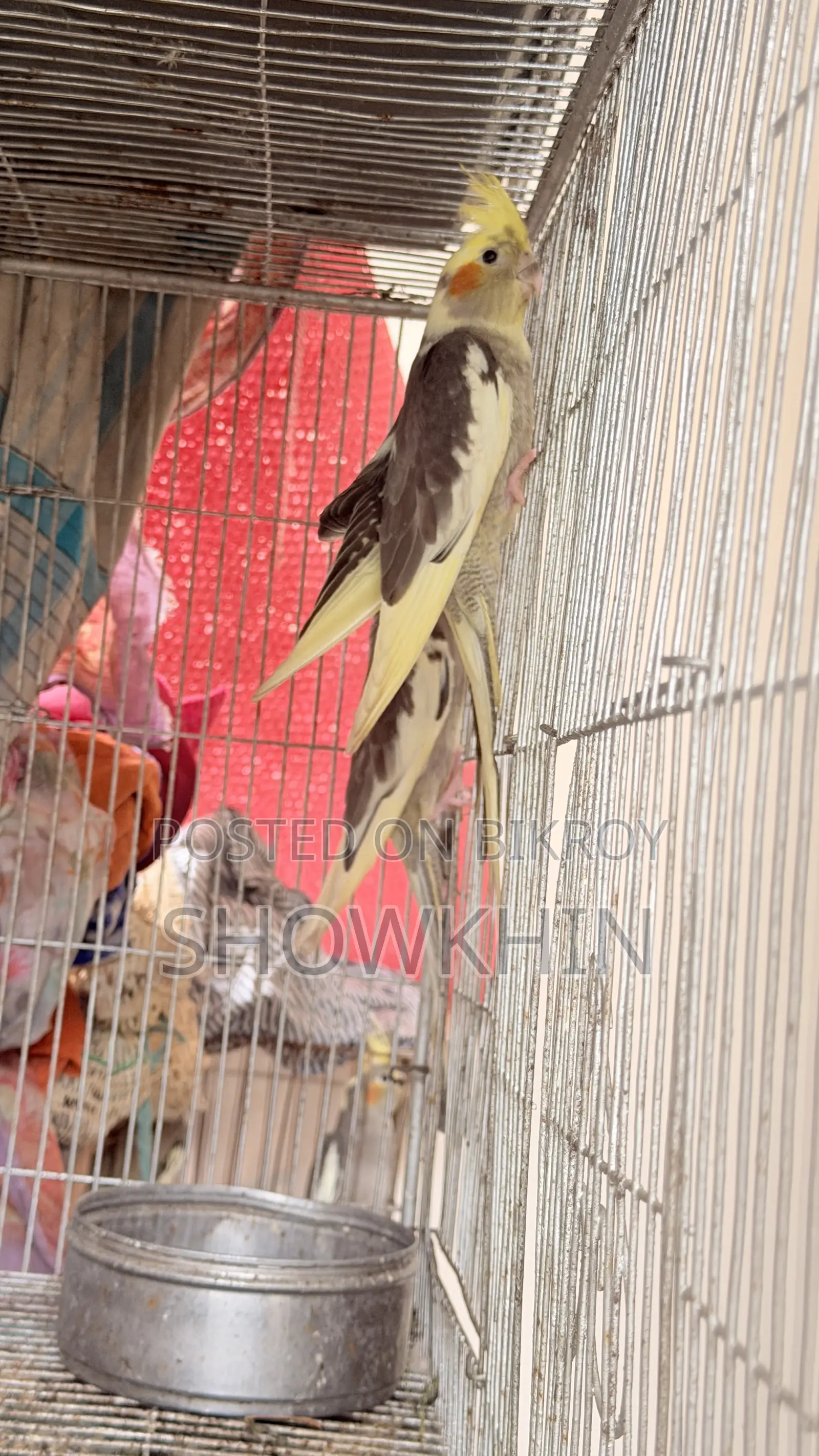 Cockatiel bird 2500 per pair
