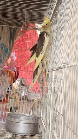 Cockatiel bird 2500 per pair