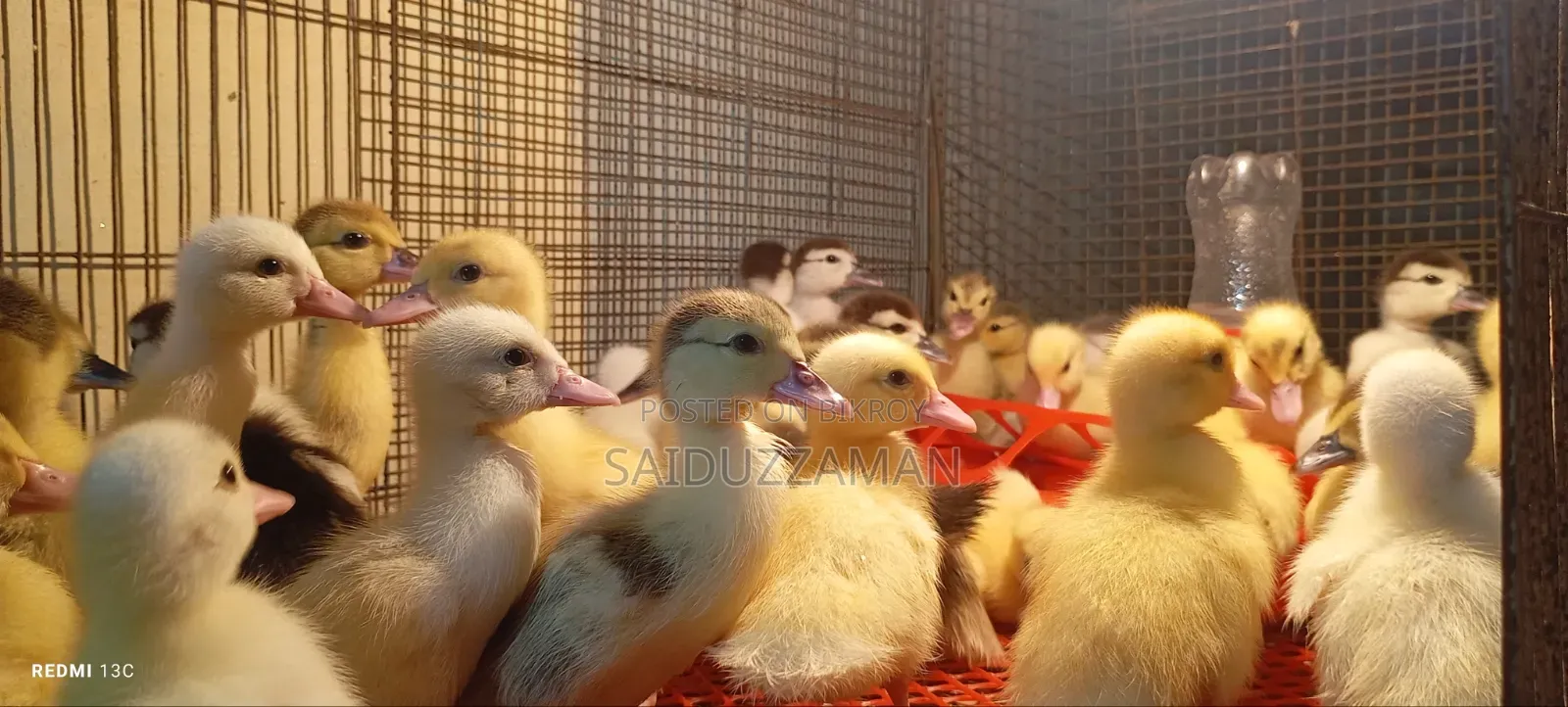Chinese Ducklings