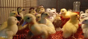 Chinese Ducklings