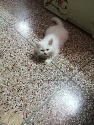 1-3 months Female Purebred Persian