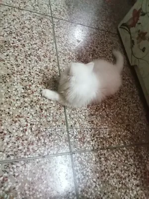 1-3 months Female Purebred Persian