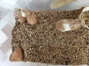 Hamster Syrian