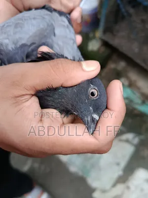 নতুন যারা কবুতর পালন করেন এই কবুতরটি তাদের জন্য অনেক কম দামে অনেক ভালো