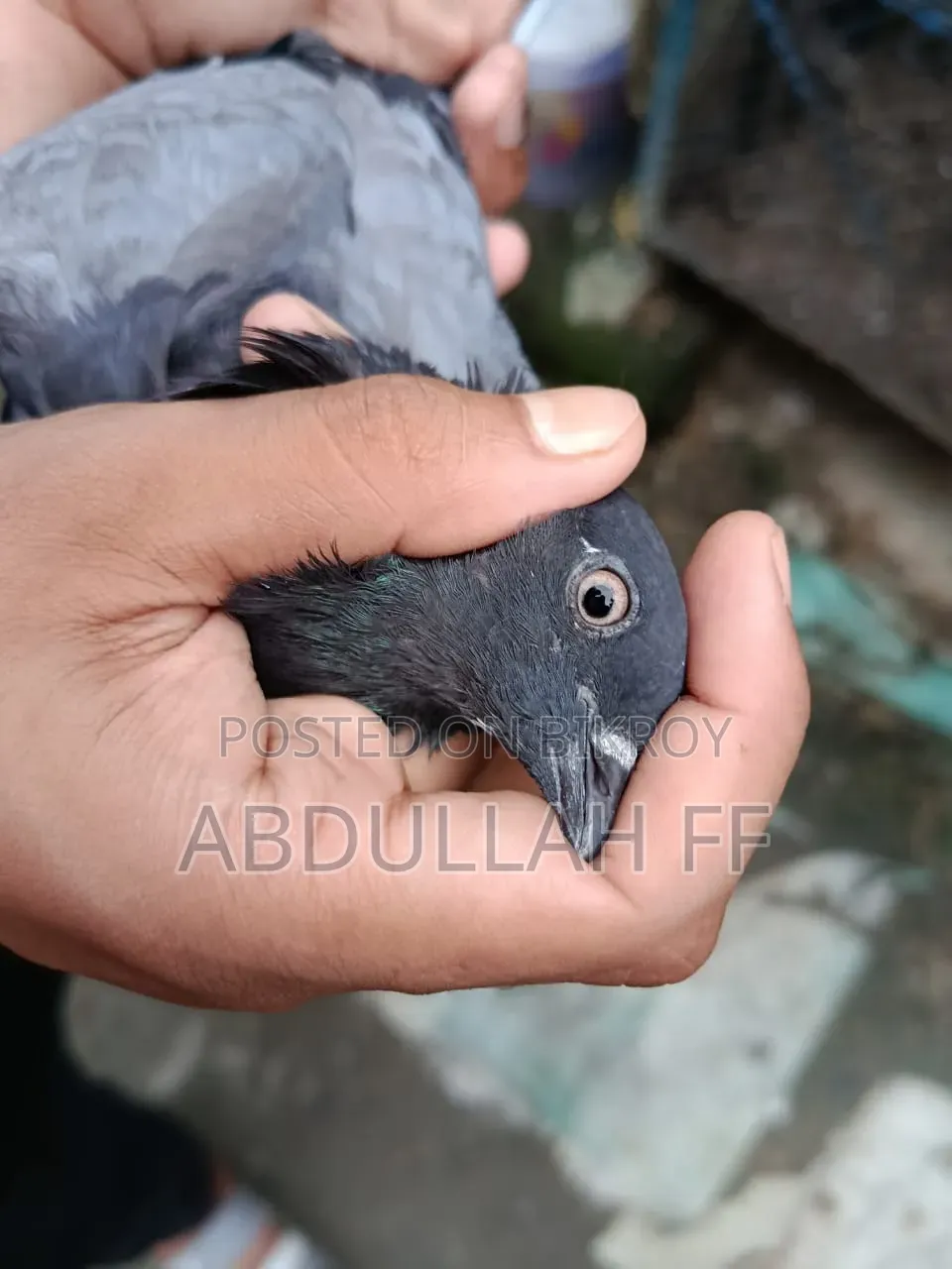 নতুন যারা কবুতর পালন করেন এই কবুতরটি তাদের জন্য অনেক কম দামে অনেক ভালো