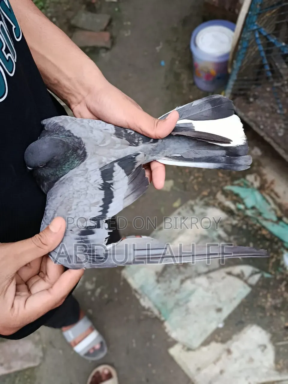 নতুন যারা কবুতর পালন করেন এই কবুতরটি তাদের জন্য অনেক কম দামে অনেক ভালো