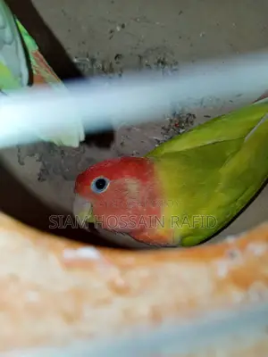 Lovebird Pair Sale