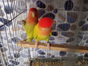 Lovebird Pair Sale